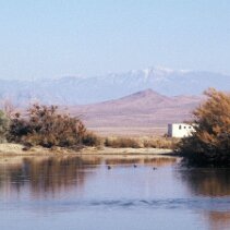 Les canards y barbotent null