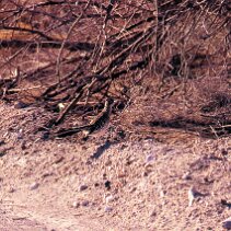 Près de l'étang un oiseau va se cacher null